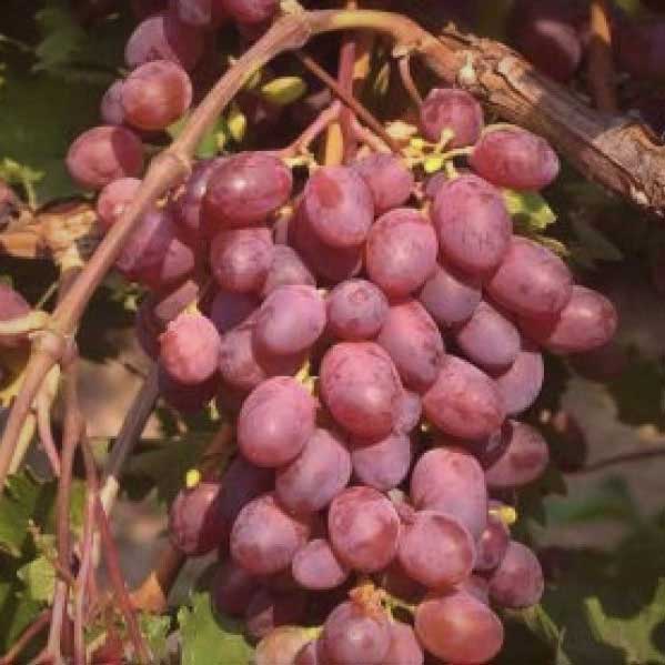 vinič viktória, malinovočervený vinič, vinič, vitis vinifera