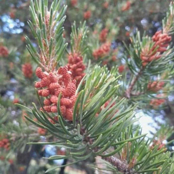 Borovica Banksova Borovica Banksova