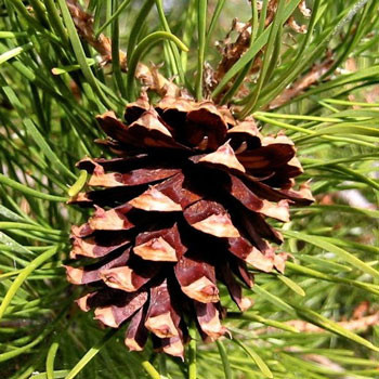 Borovica stočená Borovica stočená