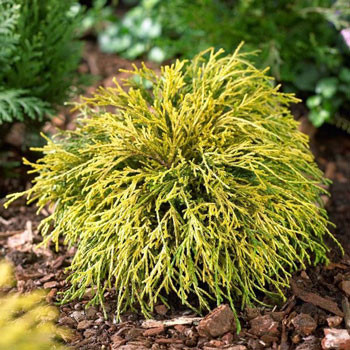 Cypeuštek hrachonosný