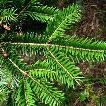 Jedľa tuhá Jedľa tuhá