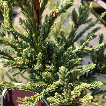 Sekvoja vždyzelená Sekvoja vždyzelená