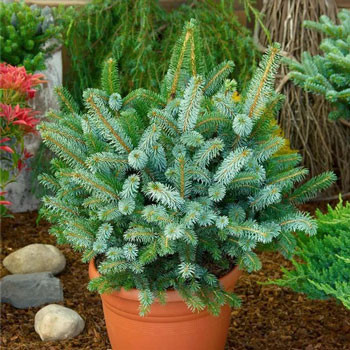 Smrek sitkanský Smrek sitkanský